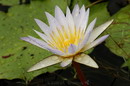 Blue Water Lily, Blouwaterlelie, Kaaimanblom, Frog's Pulpit, Paddapreekstoel, Blou Plomb
